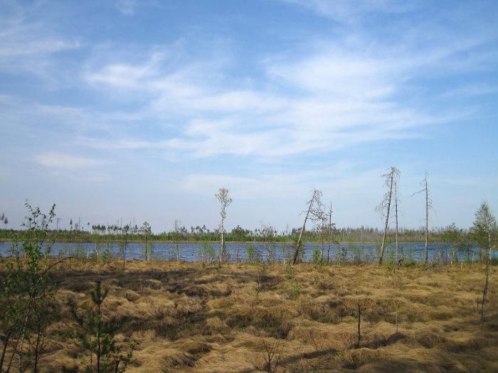 Моховатое болото