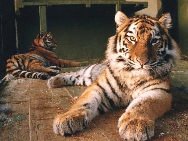 Зоопарк Три медведя Зоопарк Три медведя