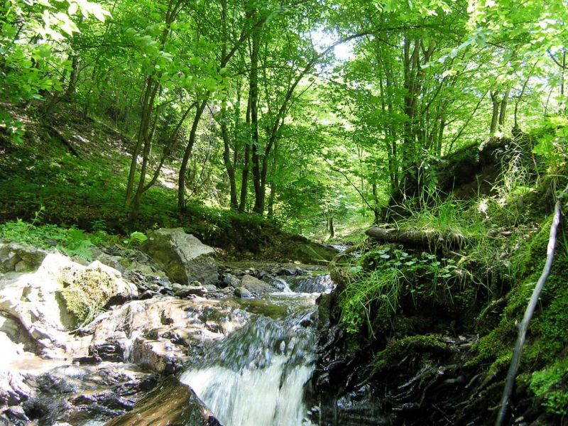Надслучанський регіональний ландшафтний парк Надслучанский региональный ландшафтный парк