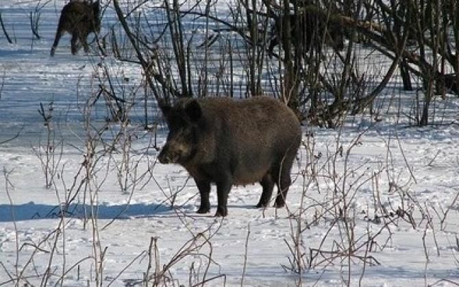 Кабанячий розплідник, Лютарка