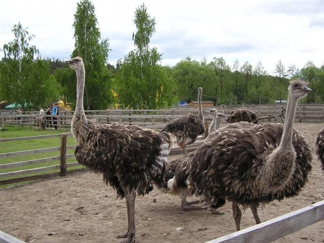 Долина страусів