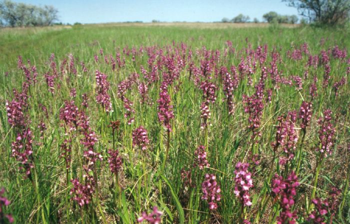 Кінбурнська коса Кинбурнская коса