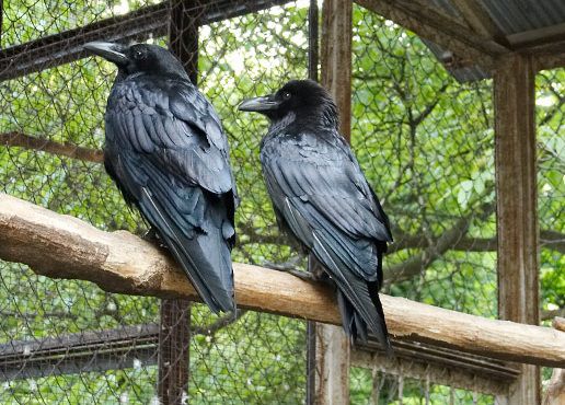 Клетка с воронами Клетка с воронами