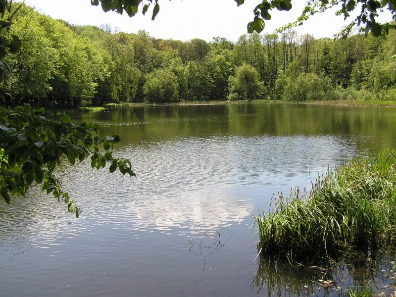 Goloseevsky Park named after Maxim Rylsky