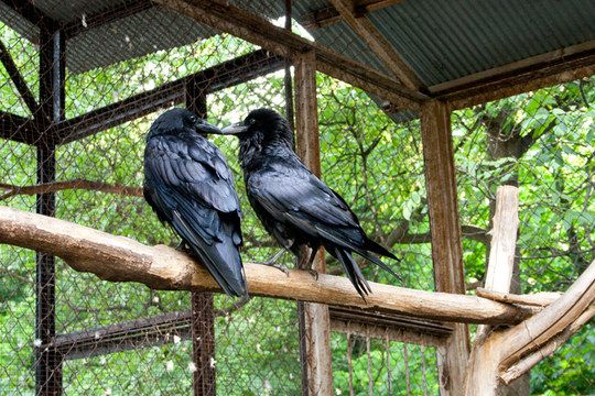 Клетка с воронами Клетка с воронами