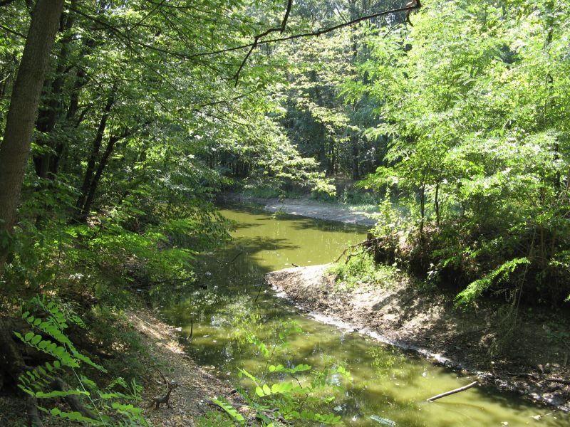 Трикратський ліс Трикратський ліс