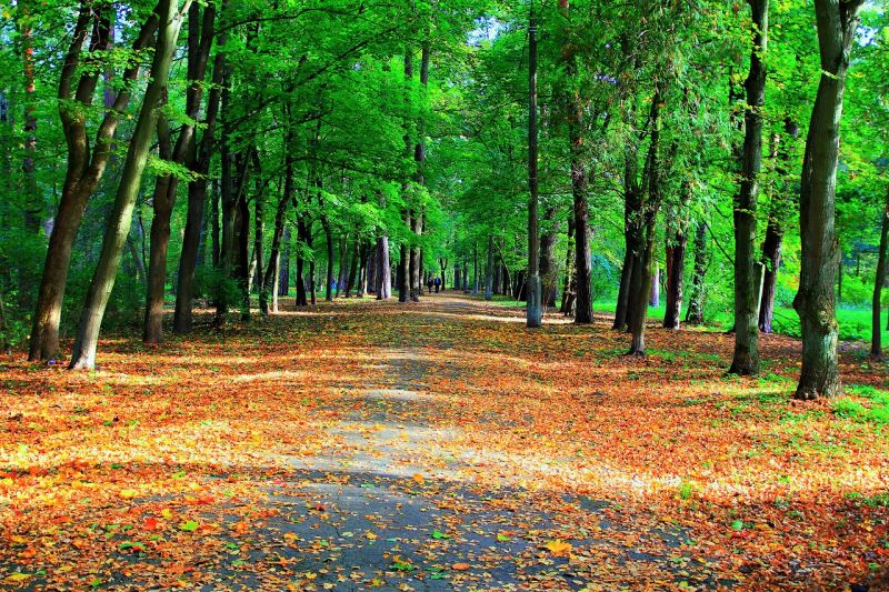 Парк Пуща-Водица, Киев