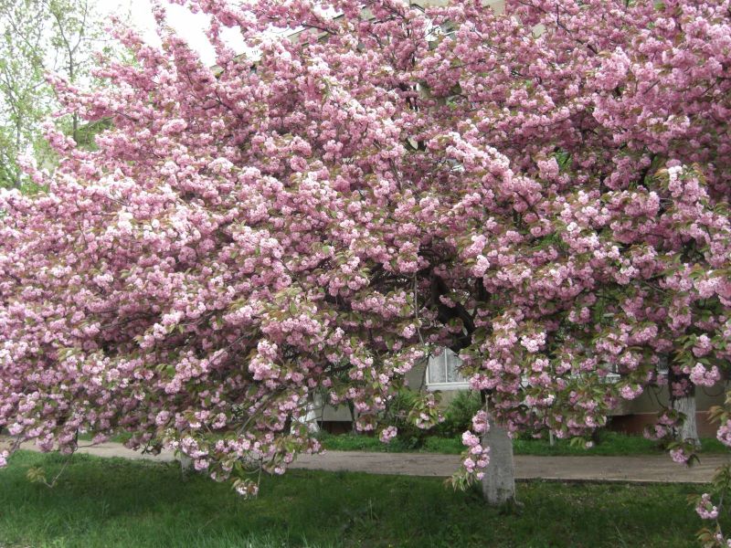 Липова (Сакурова) алея Липова (Сакурова) алея