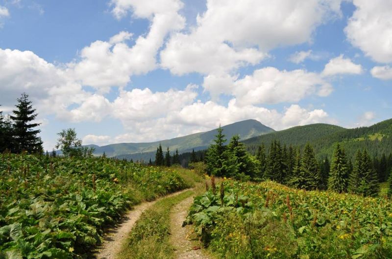 Карпатський біосферний заповідник