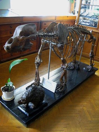 Палеонтологічний музей, Одеса