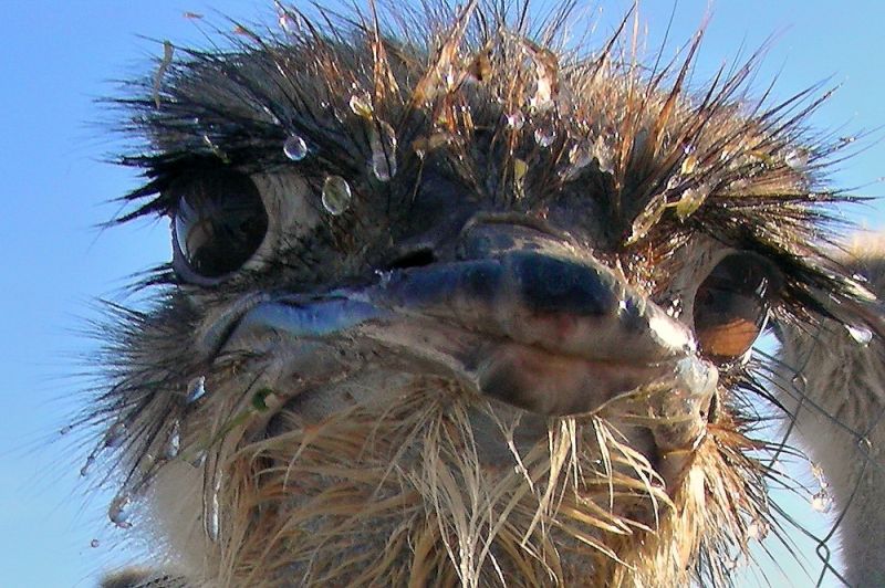 Страусиная ферма «Чубинский страус»