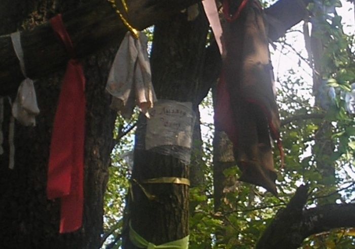 Дерево Вільха і Дуб, Мошни