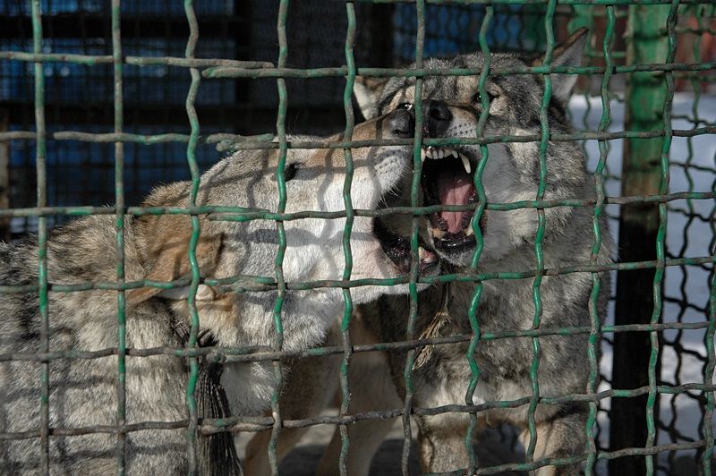 Zoo on the Monastery Island