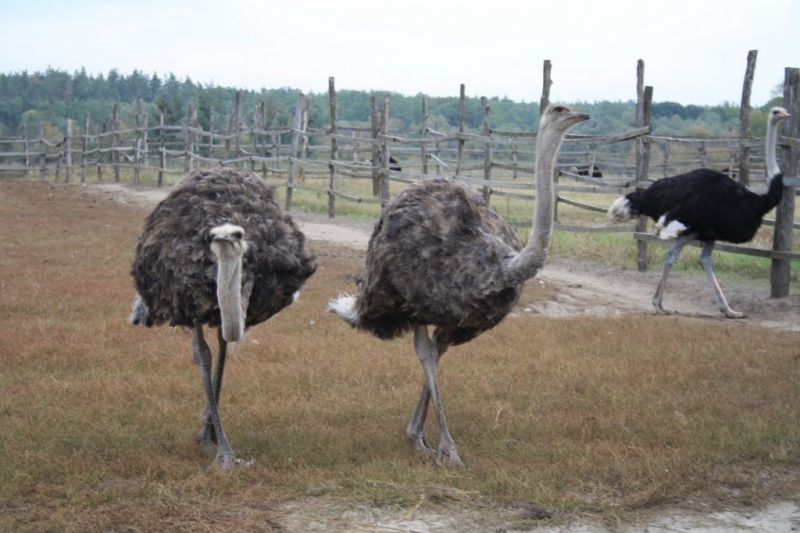 Синявська страусина ферма