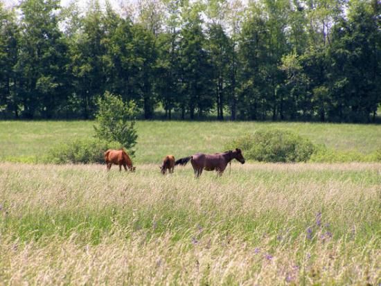 Национальный государственный историко-культурный заповедник «Глухов»