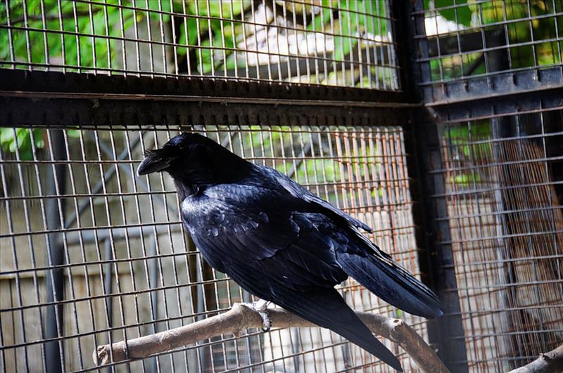 Клетка с воронами Клетка с воронами