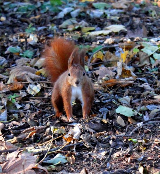 Стрыйский парк Стрыйский парк