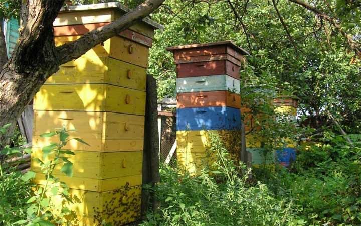 National Museum of Beekeeping of Ukraine