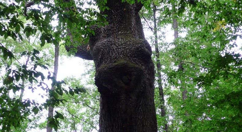 The Krynychenka Tracture