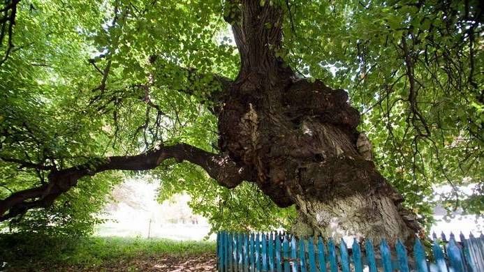 Золотая липа, Бучач