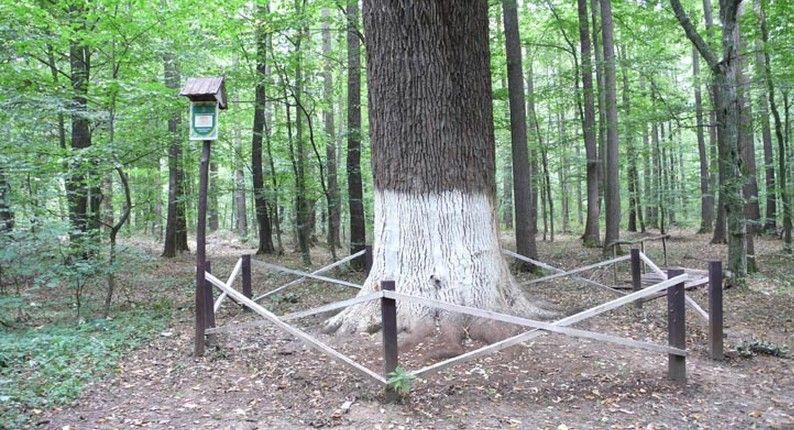 The Krinichenka Tract The Krinichenka Tract