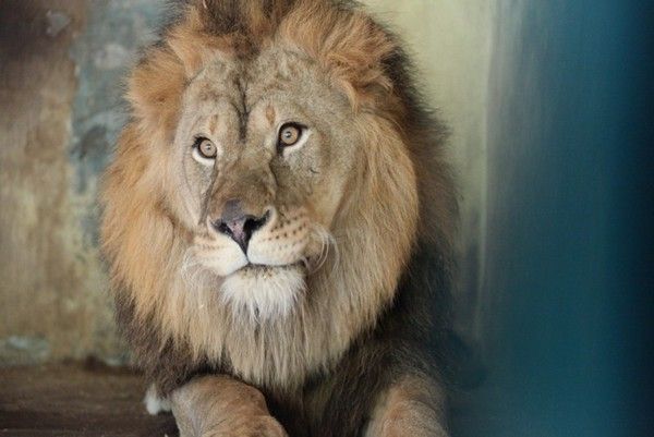 Зоопарк Три медведя Зоопарк Три медведя