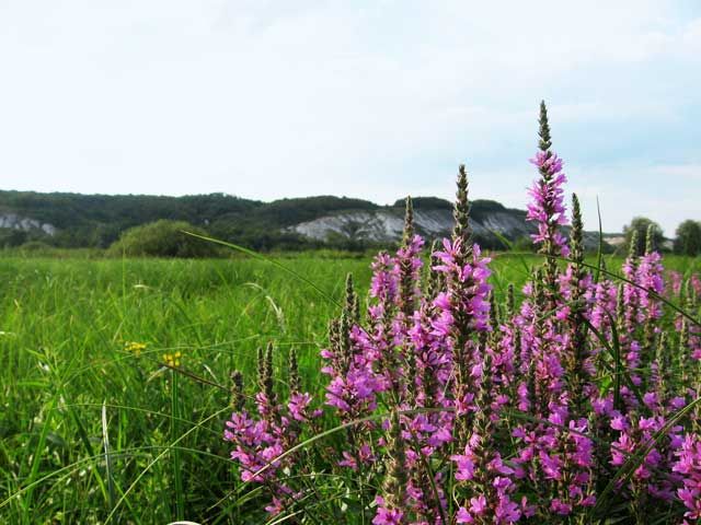 Национальний природный парк «Двуречанский» Национальний природный парк «Двуречанский»