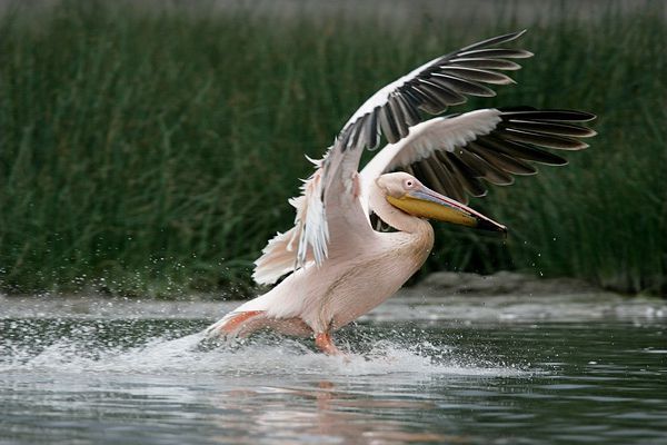Кінбурнська коса Кинбурнская коса