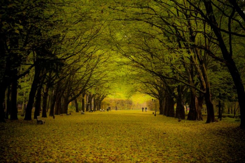 Стрыйский парк Стрыйский парк