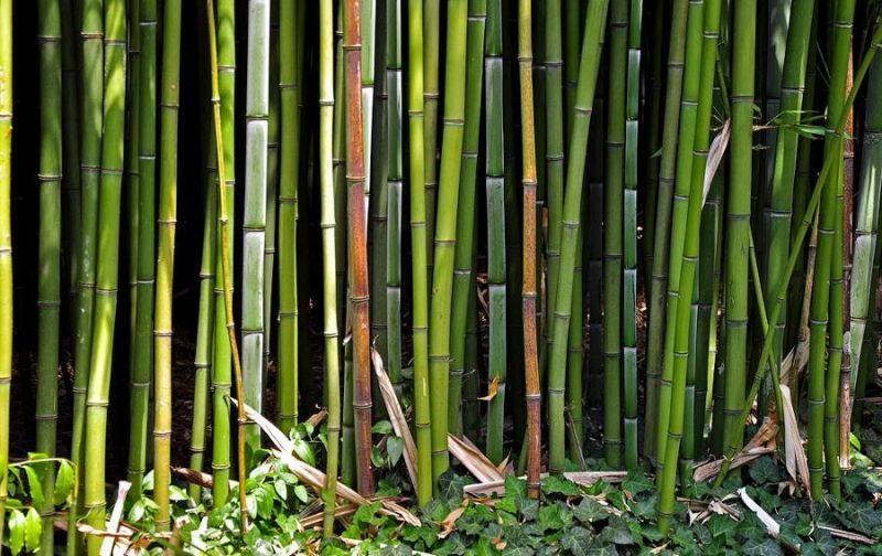 Никитский ботанический сад