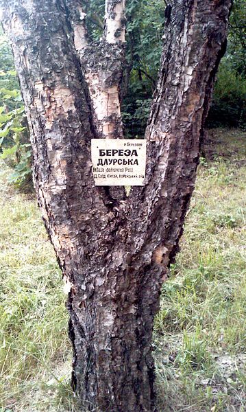 Сырецкий дендропарк Сырецкий дендропарк