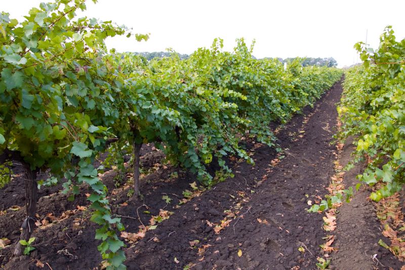 Винзавод Винтрест, Великодолинське