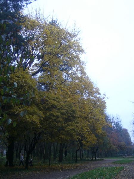 Левандовский парк Левандовский парк