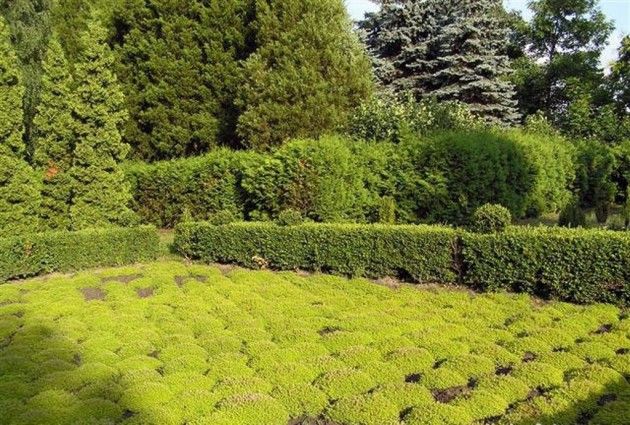 Сырецкий дендропарк Сырецкий дендропарк