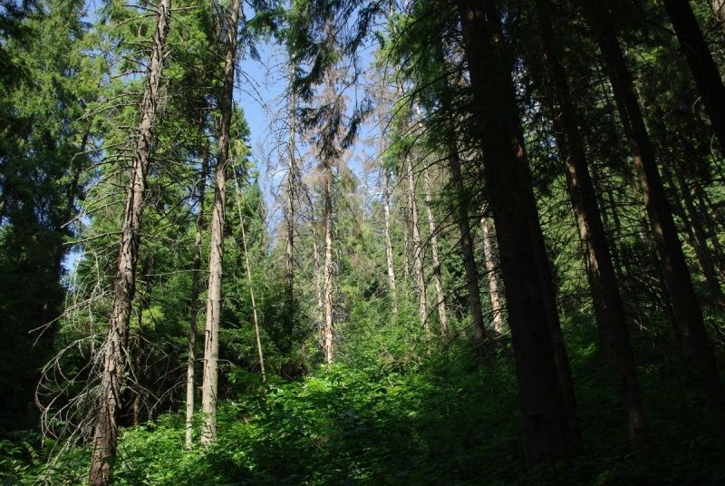 The tract of Tysovets Урочище Тысовец