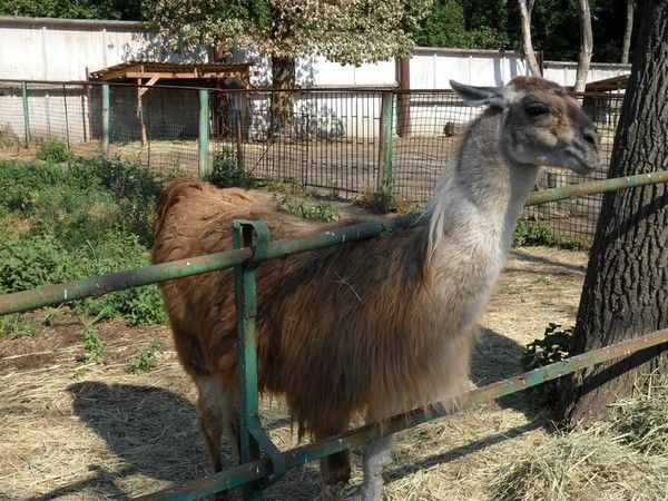 Зоопарк Три медведя Зоопарк Три медведя