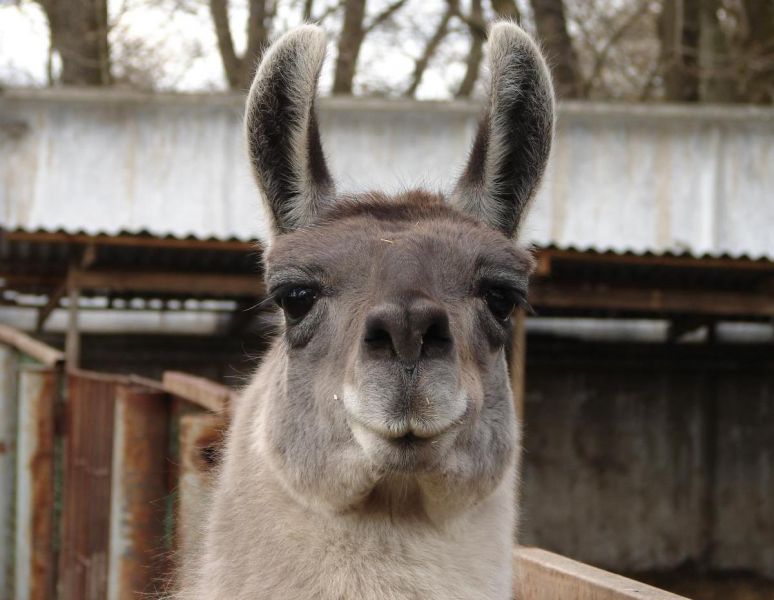 Зоопарк Три ведмеді