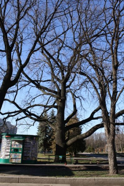 Черешчатого дуби