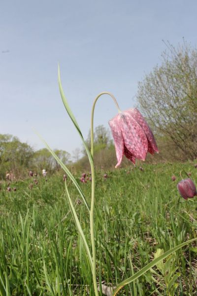 Долина диких тюльпанів