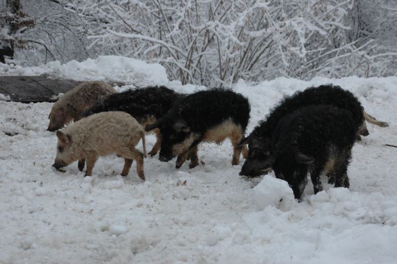 Ферма свиней мангалица, Ботар