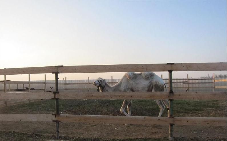 Safari Park, Schastlivtsevo