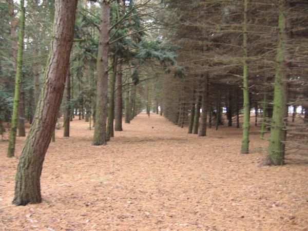 Дендропарк Шкуратовскій, Шкуратівка