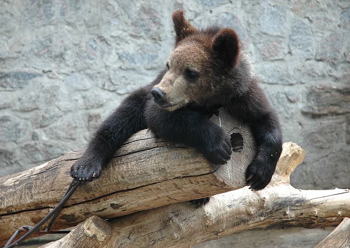 Харківський зоопарк, Харків Харьковский зоопарк, Харьков