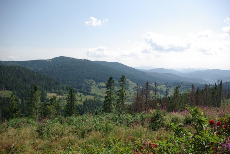 The tract of Tysovets Урочище Тысовец