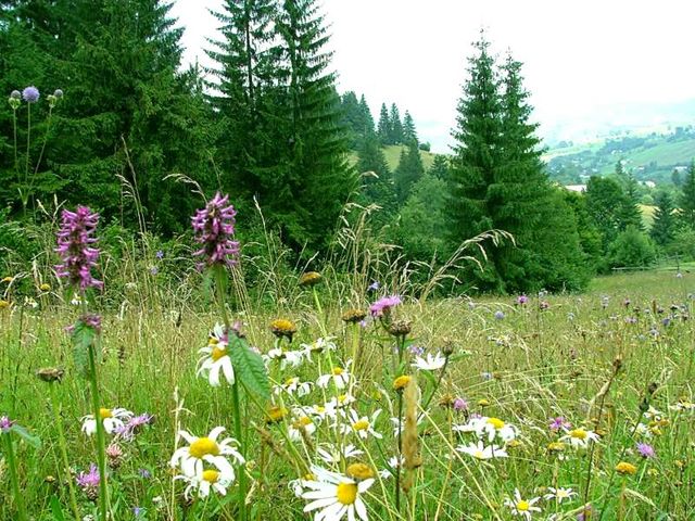 Национальный природный парк «Гуцульщина»