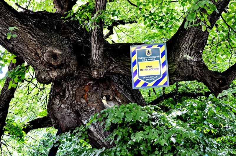 Old Lime Tree Старая липа