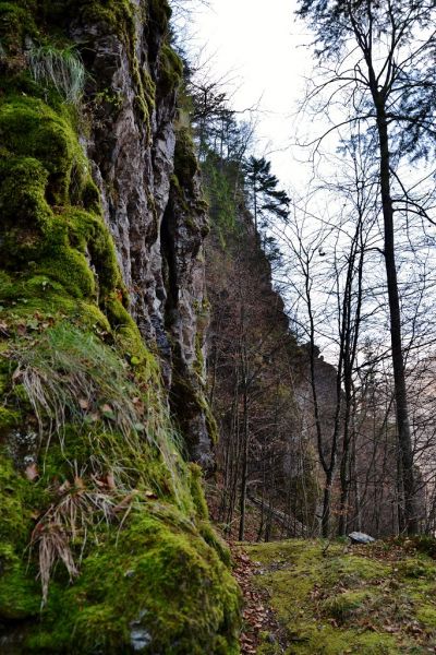 Falconry Bird. Ecotourism route On Falconry Bird