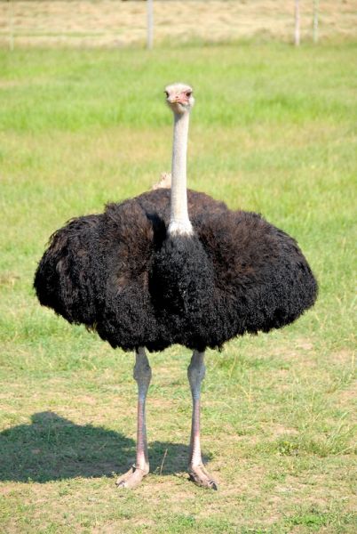 Страусиная ферма «Чубинский страус» Страусиная ферма «Чубинский страус»