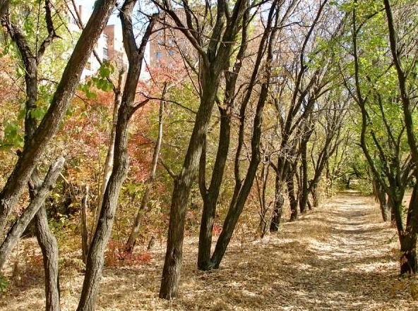 Луганський дендропарк