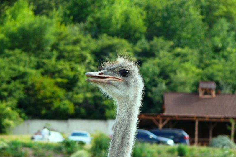Denisov Ostrich Farm